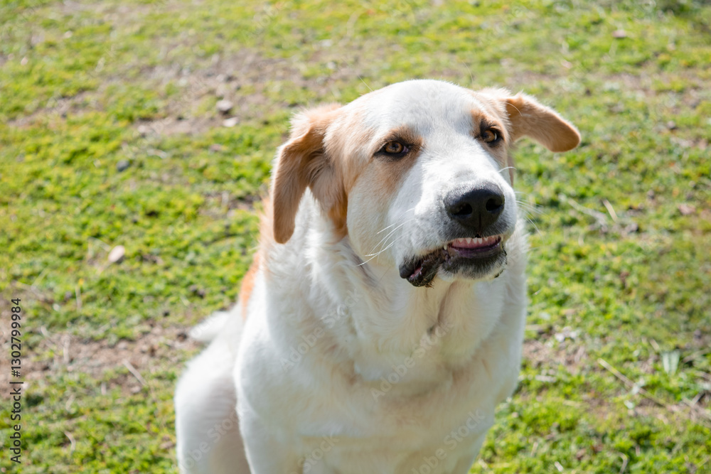 dog with a friendly smile of innocence shows its small teeth. dog with a friendly smile of innocence shows its small teeth.