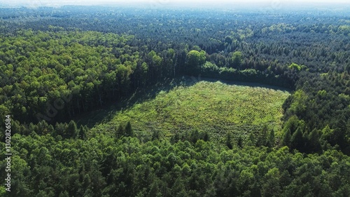 Billede på lærred Forest Reforestation Efforts for Sustainability