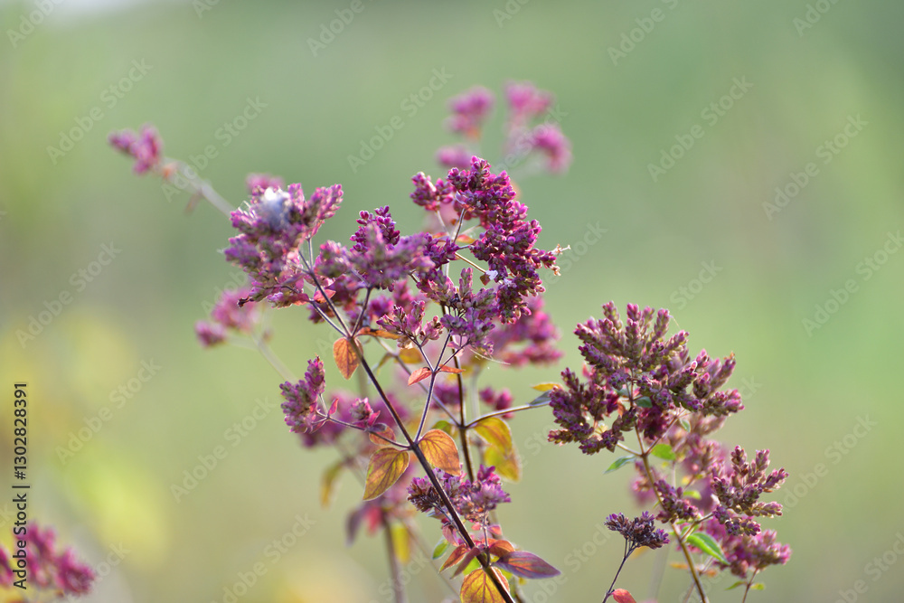 Obraz premium Origanum is a genus of herbaceous plants of the Lamiaceae family. Autumn