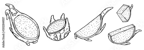 Dragon Fruit hand drawn set. Tropical pitahaya food in ink sketch style isolated. Vector manual illustration collection.