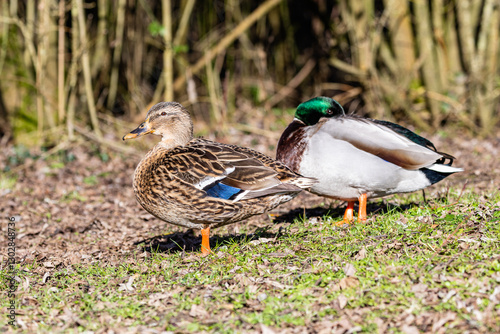 A close up of a pair of mallard ducks