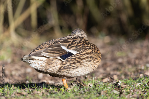 A close up of a single sleeping female  mallard duck