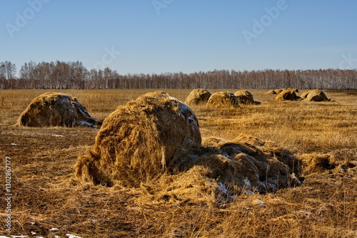 Russia, Tisul. View of a mown field with haystacks unprepared for winter, dusted with the first autumn snow.
