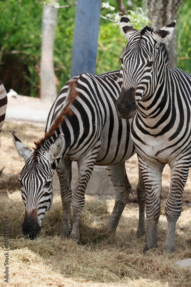 Fototapeta premium Zebras in the wild at the Bangkok Open Zoo, Thailand.