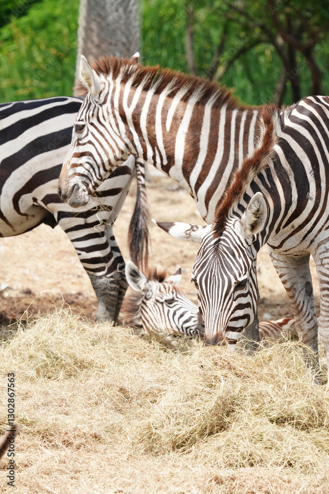 Zebras in the wild at the Bangkok Open Zoo, Thailand. Zebras in the wild at the Bangkok Open Zoo, Thailand.