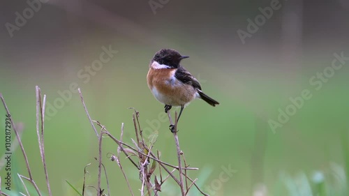 Male european stonechat perched on a branch. 
