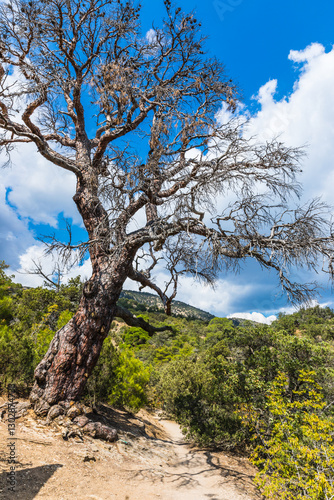 An old tree on the tourist mountain trail to Peak Cosmos on the Karaul-Oba mountain range on the Black Sea coast near the Golitsyn trail near  the village of Novy Svet, Crimea, Russia.