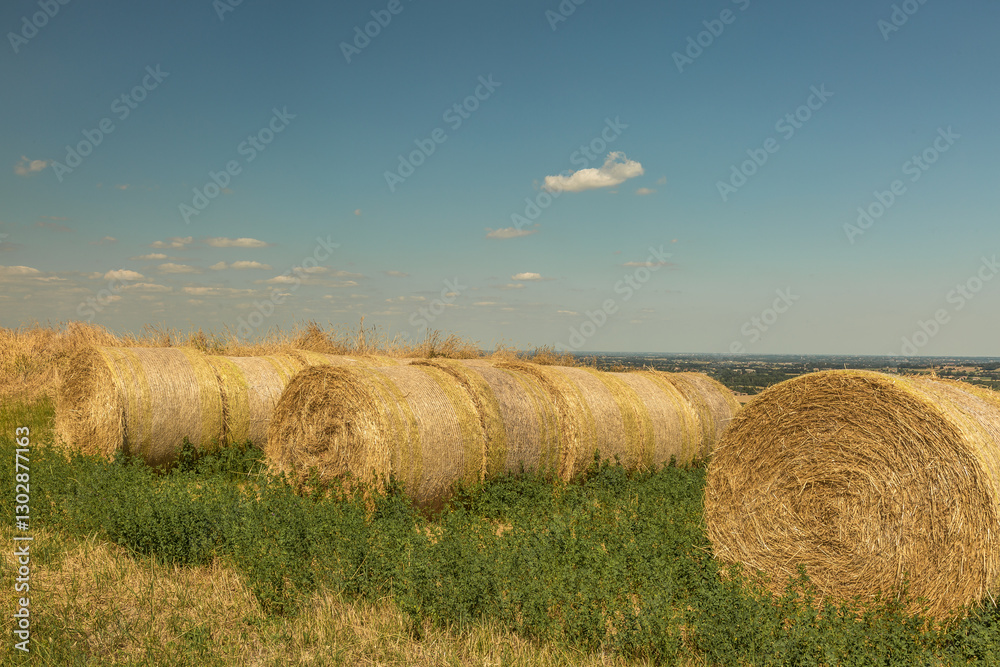 Straw bales in a field after harvest, rural landscape and agriculture concept Straw bales in a field after harvest, rural landscape and agriculture concept