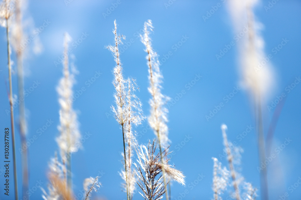 Delicate Grass Blades Glimmering Against a Clear Blue Background Delicate Grass Blades Glimmering Against a Clear Blue Background