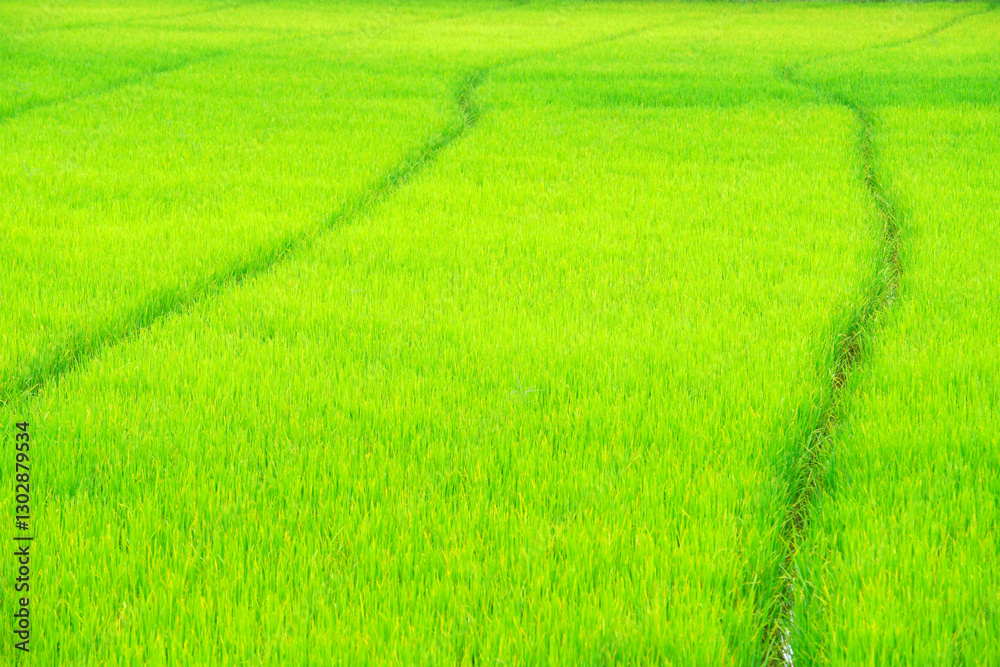 Lush Green Rice Fields with Fresh Growth and Natural Patterns Lush Green Rice Fields with Fresh Growth and Natural Patterns