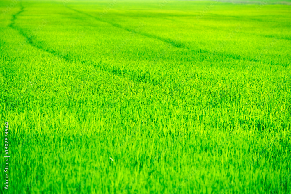 Lush Green Rice Field with Gentle Curves Under Bright Blue Sky Lush Green Rice Field with Gentle Curves Under Bright Blue Sky