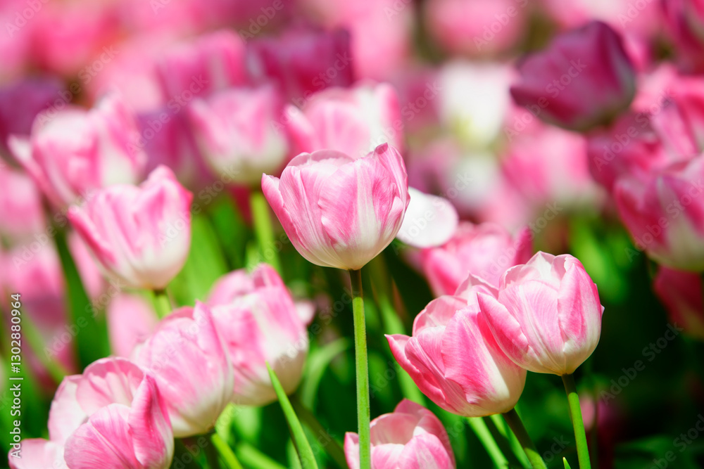 Vibrant Pink Tulips Blooming in a Colorful Spring Garden Vibrant Pink Tulips Blooming in a Colorful Spring Garden