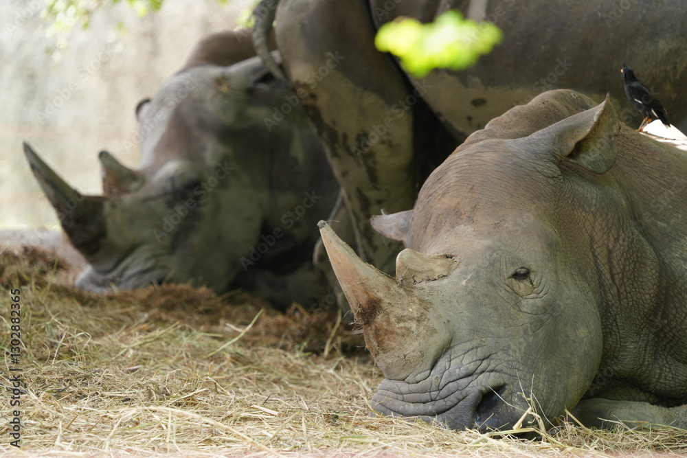 Rhinoceros in the wild at the Bangkok Open Zoo, Thailand. Rhinoceros in the wild at the Bangkok Open Zoo, Thailand.