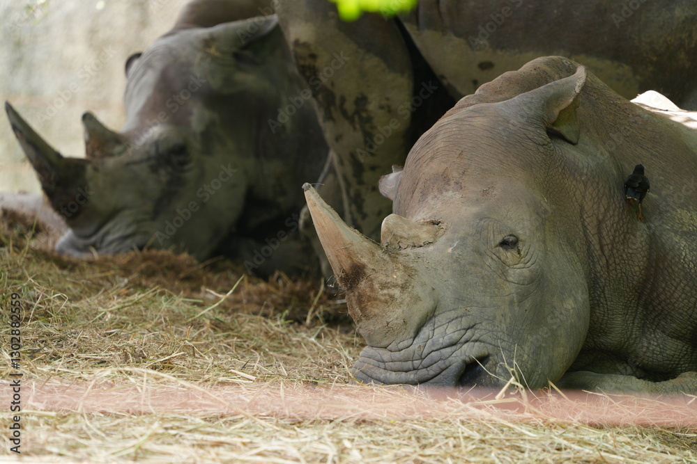 Rhinoceros in the wild at the Bangkok Open Zoo, Thailand. Rhinoceros in the wild at the Bangkok Open Zoo, Thailand.