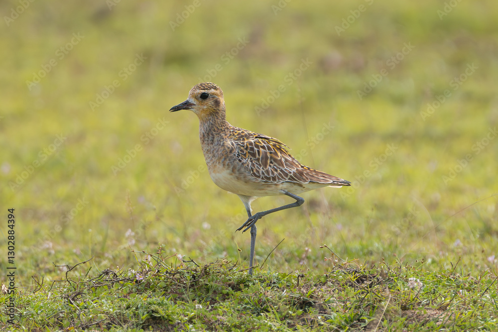 Pacific golden plover - Pluvialis fulva on grand with green grass in background. Photo from Wilpattu National Park in Sri Lanka. Migratory shorebird. Pacific golden plover - Pluvialis fulva on grand with green grass in background. Photo from Wilpattu National Park in Sri Lanka. Migratory shorebird.