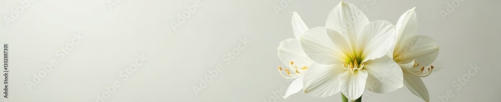 Fototapeta premium Elegant white amaryllis bouquet, pristine backdrop , studio shot, image, botanical