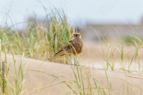 Chimango Caracara (Milvago chimango) among the grass on a dune on the Atlantic coast of Argentina. photo