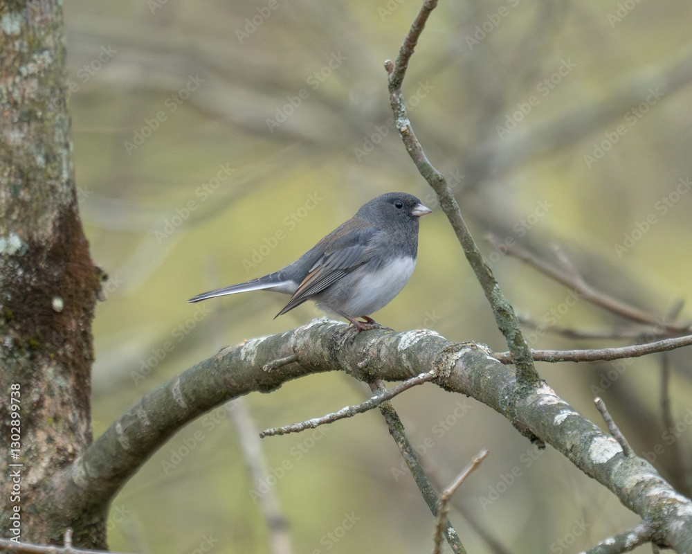 Junco Junco