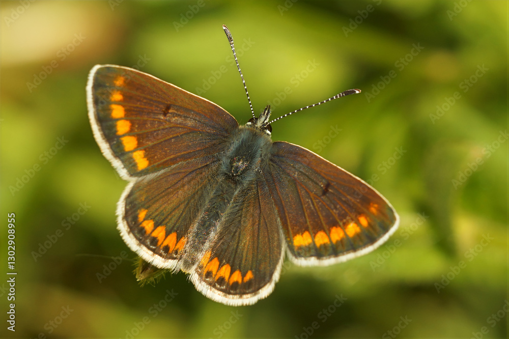 Obraz premium Closeup on a Brown argus butterfly , Aricia agestis, with spread wings