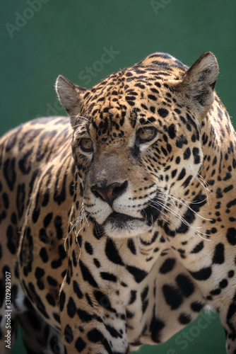 onca pintada
