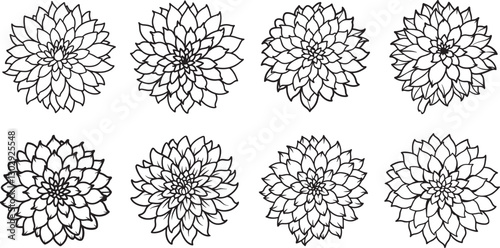 set of chrysanthemum line art, black outline, vector and illustration, coloring book page line art drawing