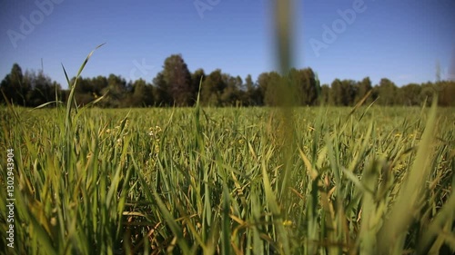Blue sky. Agricultural field with young green wheat sprouts. Wheat field in summer. Wide shot.