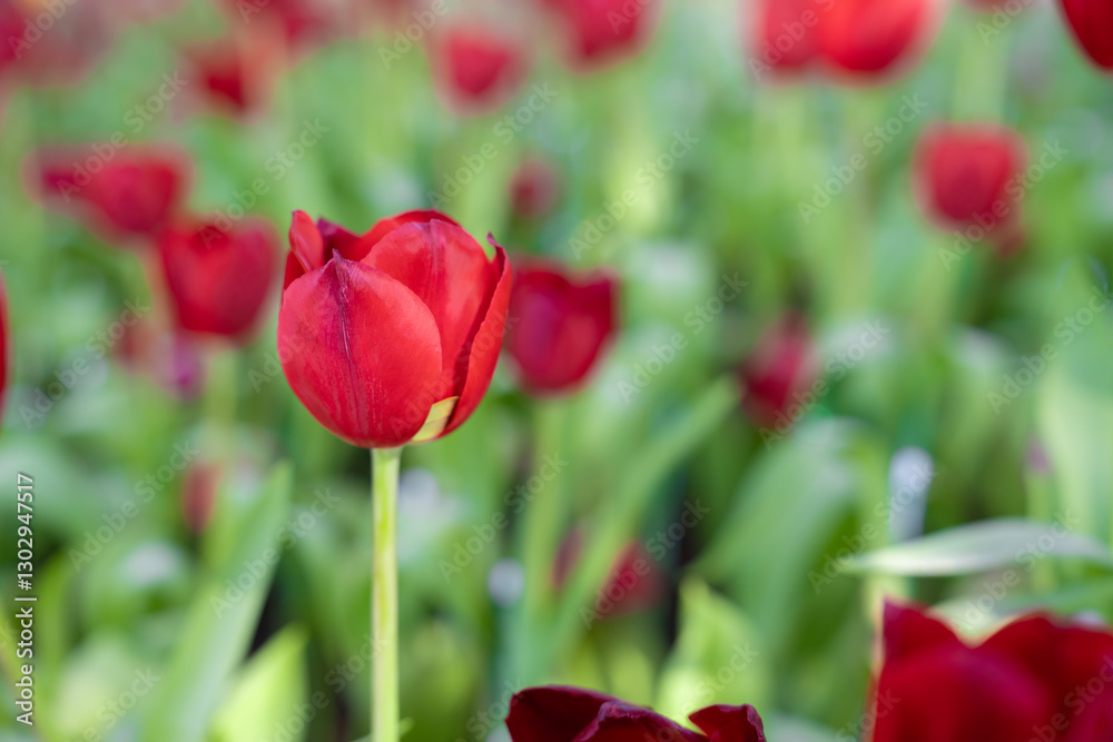 close-up of blooming red tulips. tulip flowers with deep red petals. forming flower arrangement. close-up of blooming red tulips. tulip flowers with deep red petals. forming flower arrangement.
