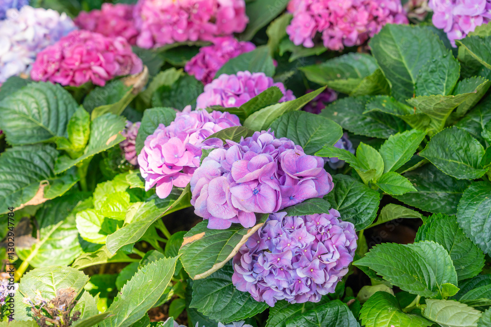 Blooming cultivar bigleaf hydrangea, Hydrangea macrophylla. Blooming cultivar bigleaf hydrangea, Hydrangea macrophylla.