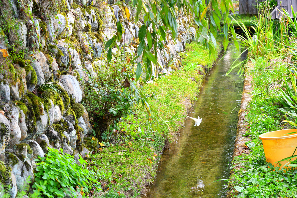 Obraz premium 用水路に咲くユリの花