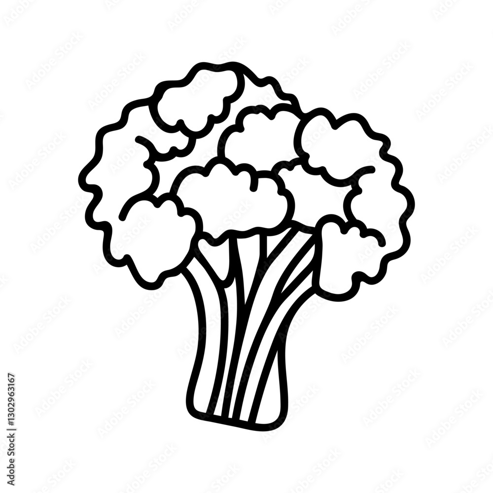 Doodle illustration of broccoli cabbage. Hand drawn garden vegetables for healthy menu Doodle illustration of broccoli cabbage. Hand drawn garden vegetables for healthy menu