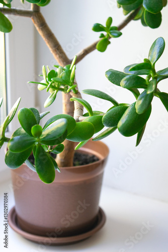 Stylish beautiful money tree bonsai at home 