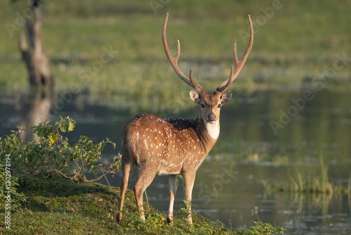 Photos chital or cheetal - Axis axis, spotted deer, chital deer, axis deer male with antlers at green background