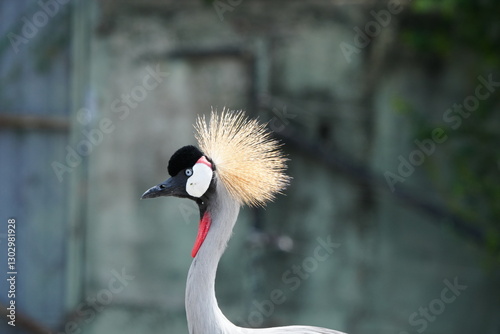 Cranes in the wild at the Bangkok Open Zoo, Thailand. photo