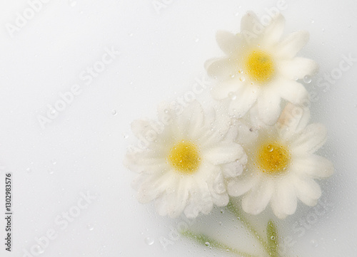 Top view closeup of white flowers with soft blur and waterdrops background,Abstract Nature blur background.