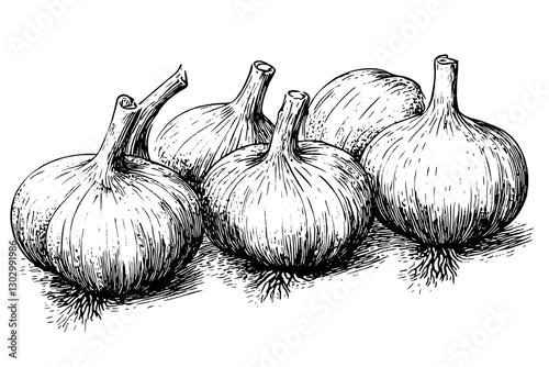 Engraved illustration of garlic bulbs arranged on a surface showcasing intricate details and textures