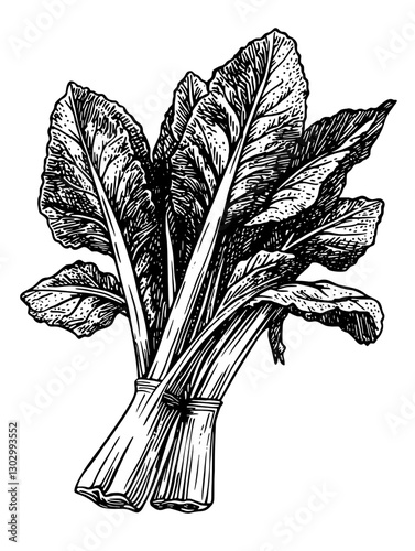 Engraved illustration of fresh chard leaves with detailed texture and shading showcasing the intricate patterns of nature