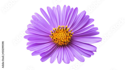 Purple Aster Flower Close Up