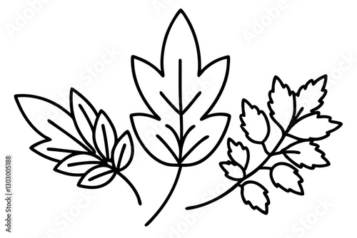 Botanical Herb and Leaf Line Art Illustration for Culinary Design

