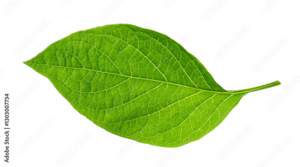 Fototapeta premium Brugmansia fresh green leaf, Angel's trumpet or devil's trumpets, isolated on white, clipping path