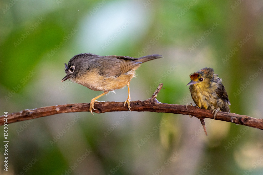 Naklejka premium Yellow-bellied Prinia in Kaohsiung, Taiwan
