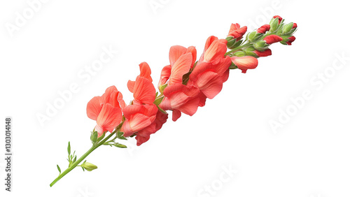 Single Snapdragon Flower on Black Background