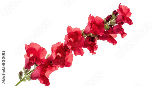Fotografía Red Snapdragon Flower Stem