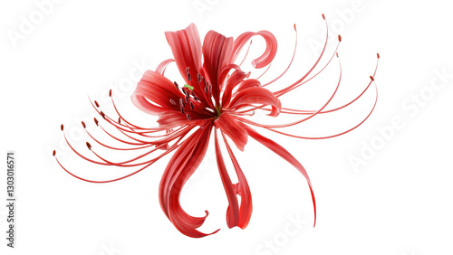 Red Spider Lily Bloom Close up