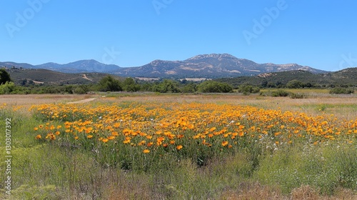 Orange Wildflower Meadow with Distant Mountain Range Under a Blue Sky