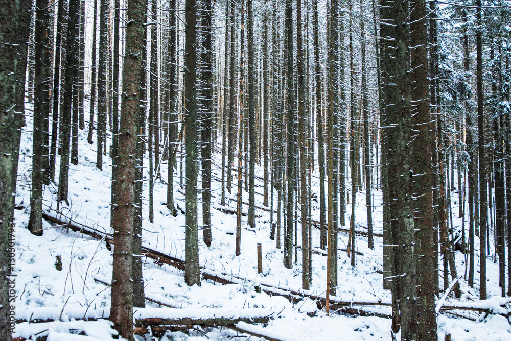 Fototapeta premium A view from the snowy path winding through the Kościeliska Valley, surrounded by trees blanketed in fresh snow. The serene winter scene invites a sense of quiet and untouched natural beauty.
