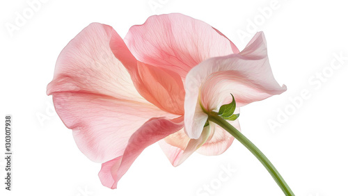 Pink Sweet Pea Flower Close up