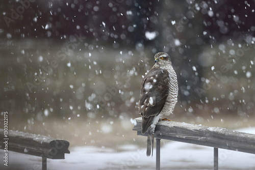 A hawk on the railing of a garden bridge during a snowfall