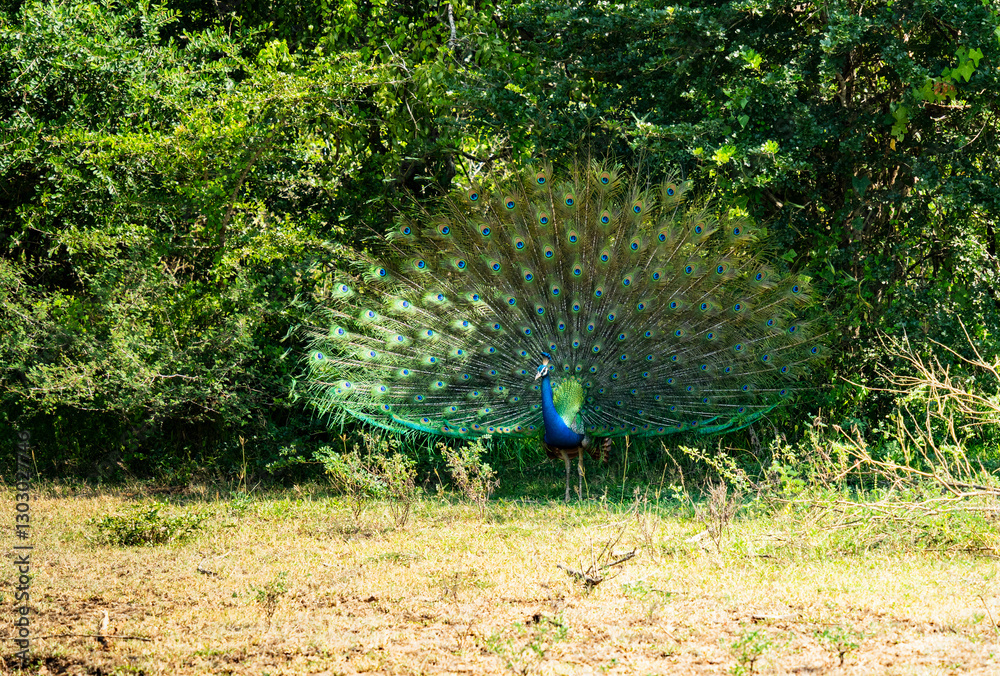 Obraz premium Un beau paon dans une forêt Yala National Parc au Srilanka