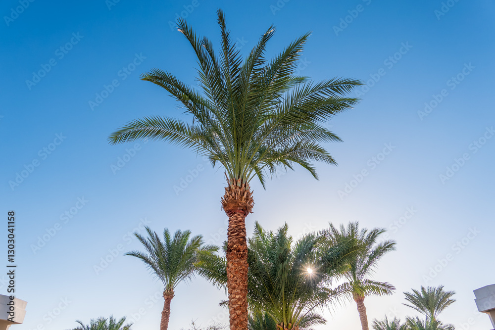Fototapeta premium Palm tree with green leaves on blue background