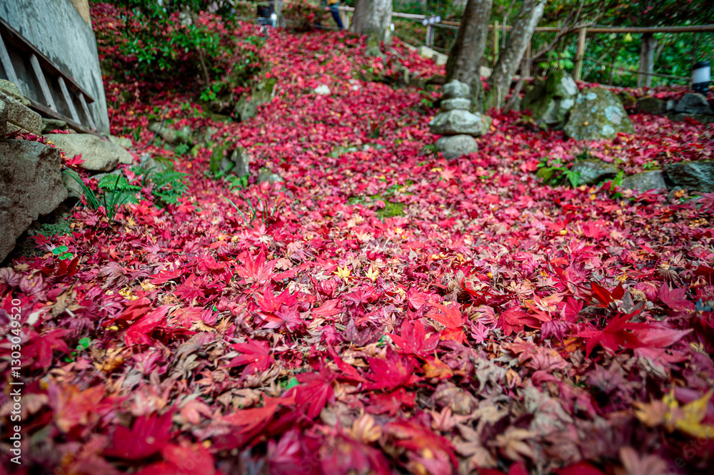 Obraz premium 教林坊 紅葉